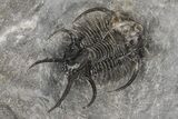 Insane, Spiny Ceratarges Trilobite - Zireg, Morocco #215171-2